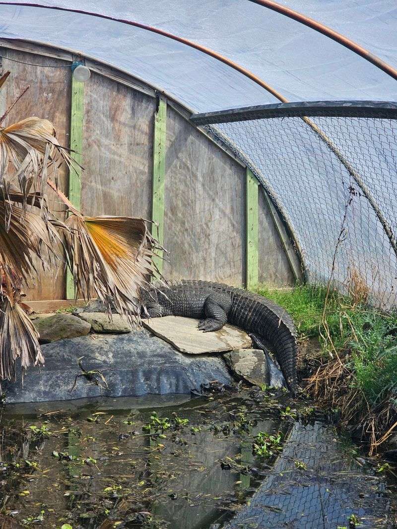 Mr. Smee Has Company In Gator Alley