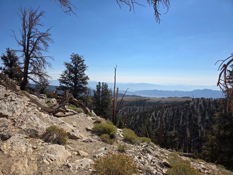 The Remote Setting Makes The Forest Feel Far Removed From California's Busy Tourist Destinations