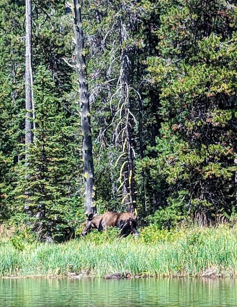 Keep Your Eyes Peeled For Moose Along The Riverbanks