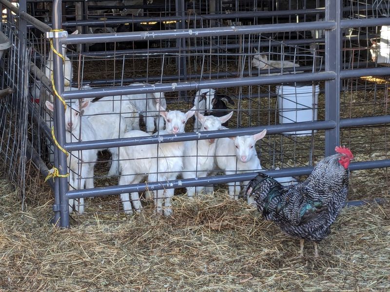 Bring A Jar And An Appetite For Real Farm Life