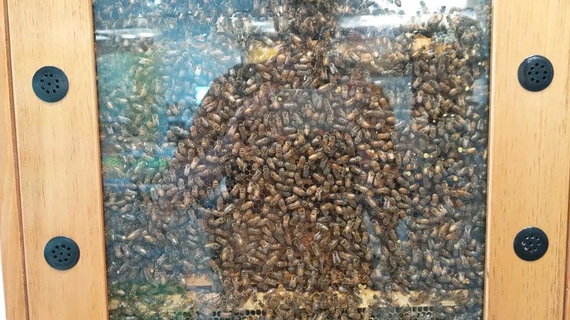 Drawers Full Of Bugs Just Waiting To Be Opened
