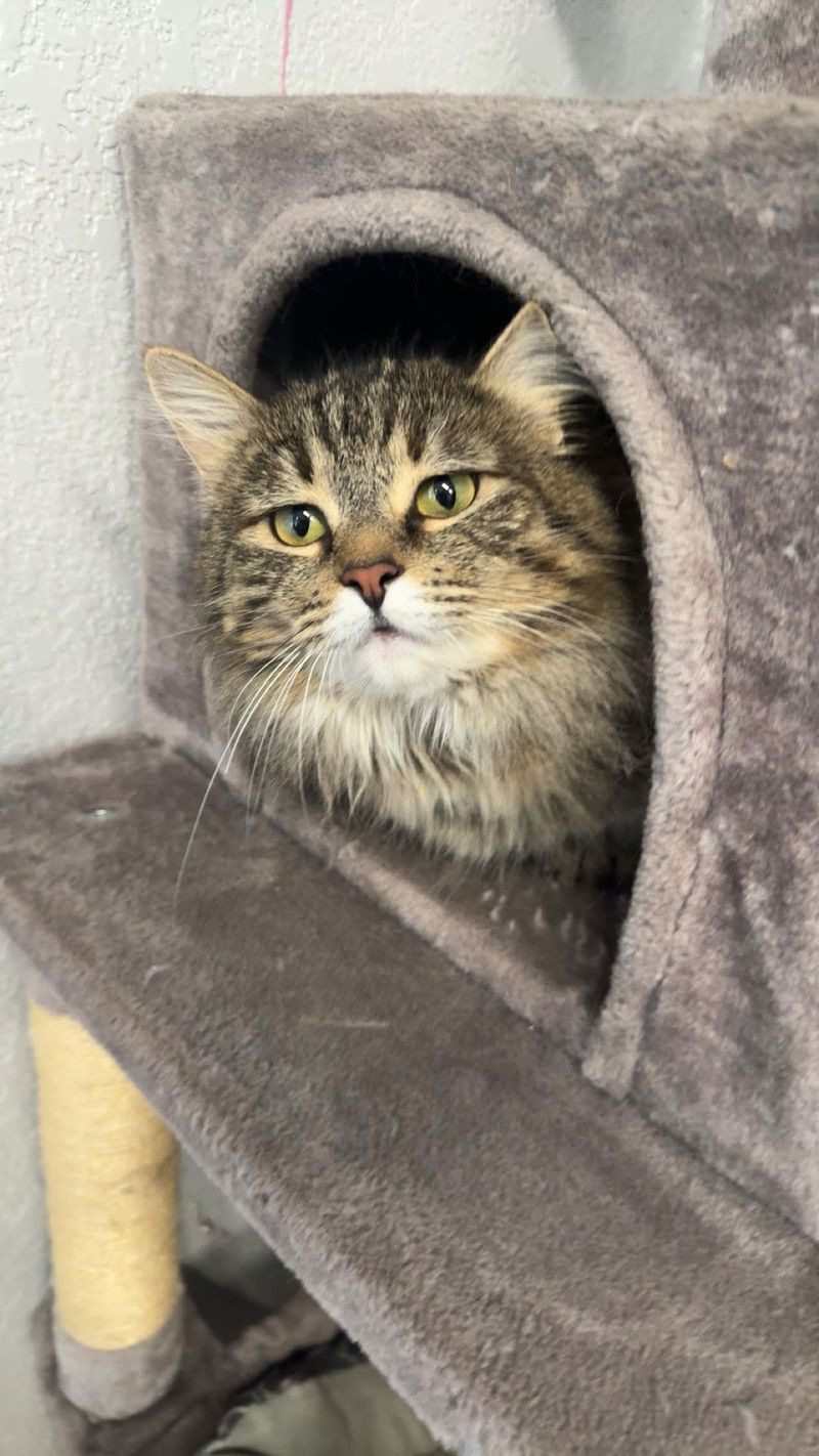 Private Suites For Cats Who Prefer Quiet Company