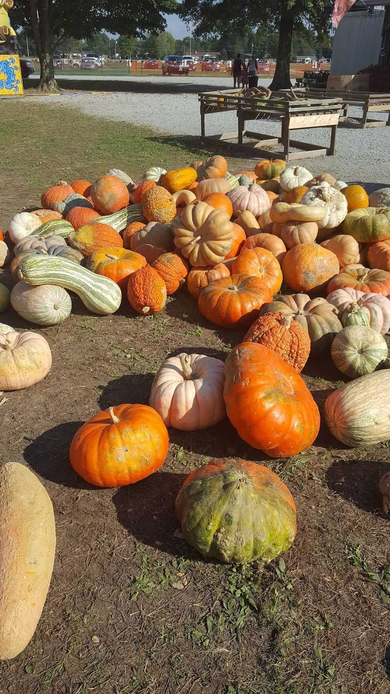 Pumpkin Shopping Turns Into A Family Treasure Hunt