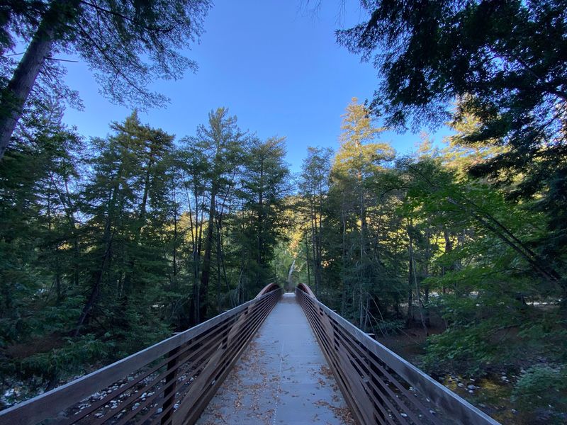 Say Hello To A Redwood Older Than Most Castles