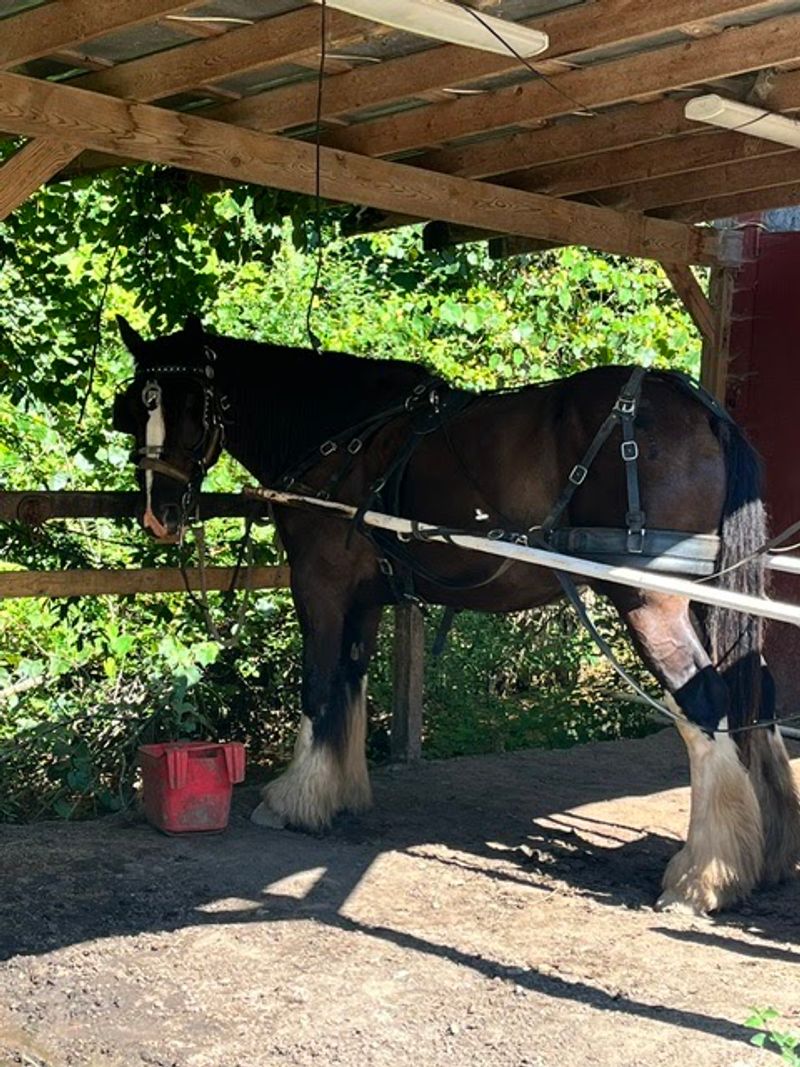Saddle Up Even If You've Never Touched A Horse