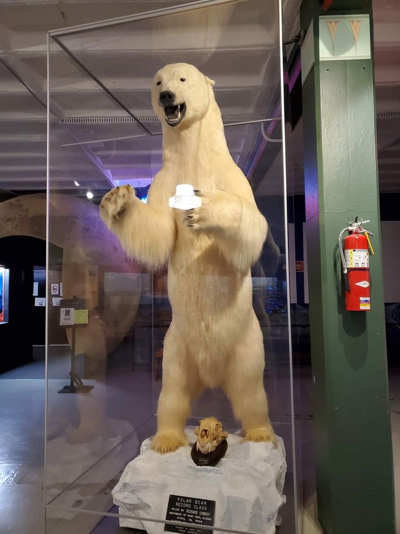 Wildlife Dioramas Worth Slowing Down For