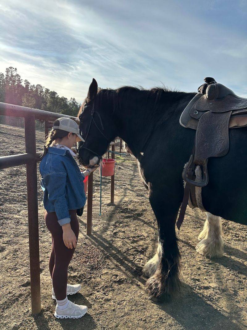 You Can Meet More Than 40 Clydesdales On A Ranch Tour