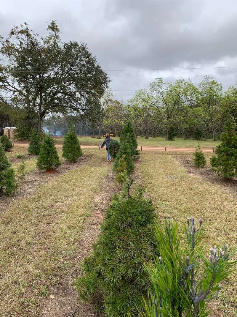 Hubbard Christmas Tree Farm