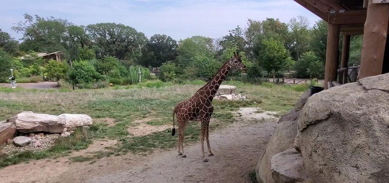 Climb Upstairs, Feed Lettuce To Giraffes, And Even Pet Them At This Nebraska Zoo - Decor Hint Savanna Views Stretching Across The Scott African Grasslands