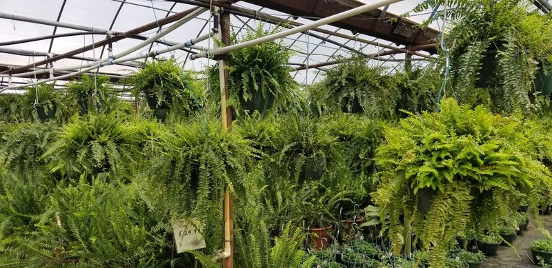 Drive Through Acres Of Trees, Shrubs And Landscape Plants