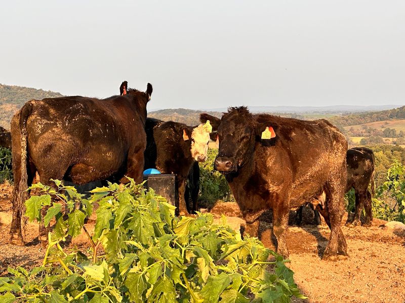 A Wealthy Virginia Philanthropist Donated 1,100 Acres Of Farmland And Turned It Into A Scenic Public Escape - Decor Hint Cows Still Clock In At This Working Farm