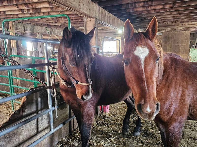 A Forever Herd For The Old, The Hurt, And The Special Needs