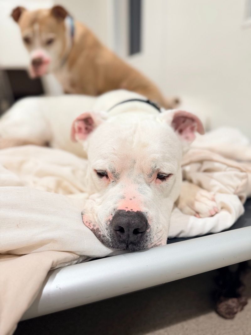 Veterinary Care Is Part Of Everyday Life