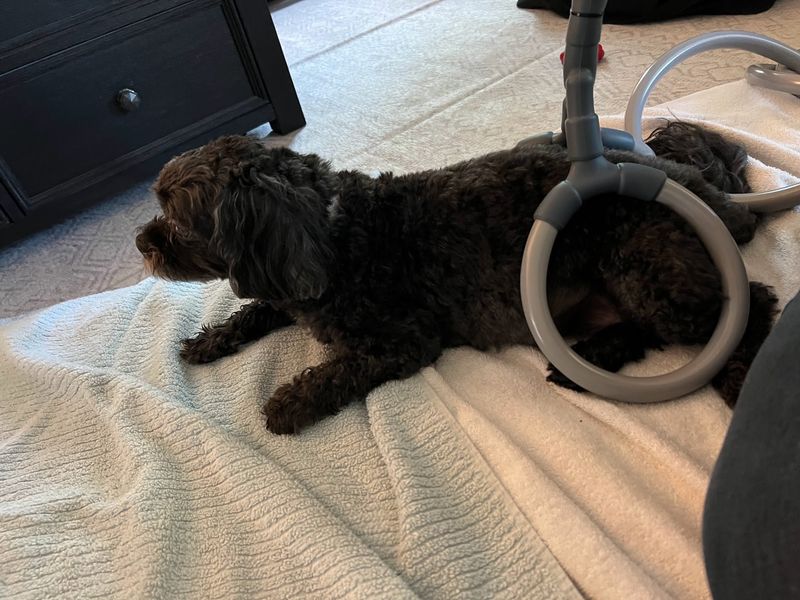 Comfort For Dogs With Tricky Backs