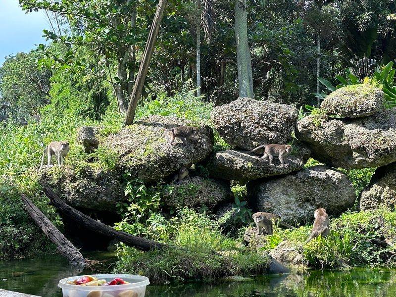 Planning Your Trip to Florida's Oldest Monkey Hangout