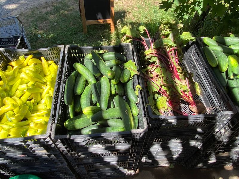 Fresh Harvests Straight From The Fields
