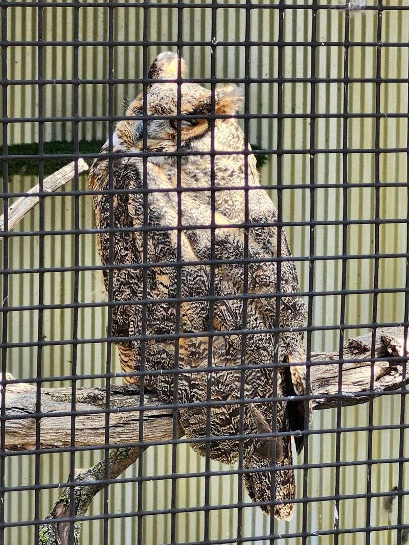 Talon Talks Bring the Birds Even Closer