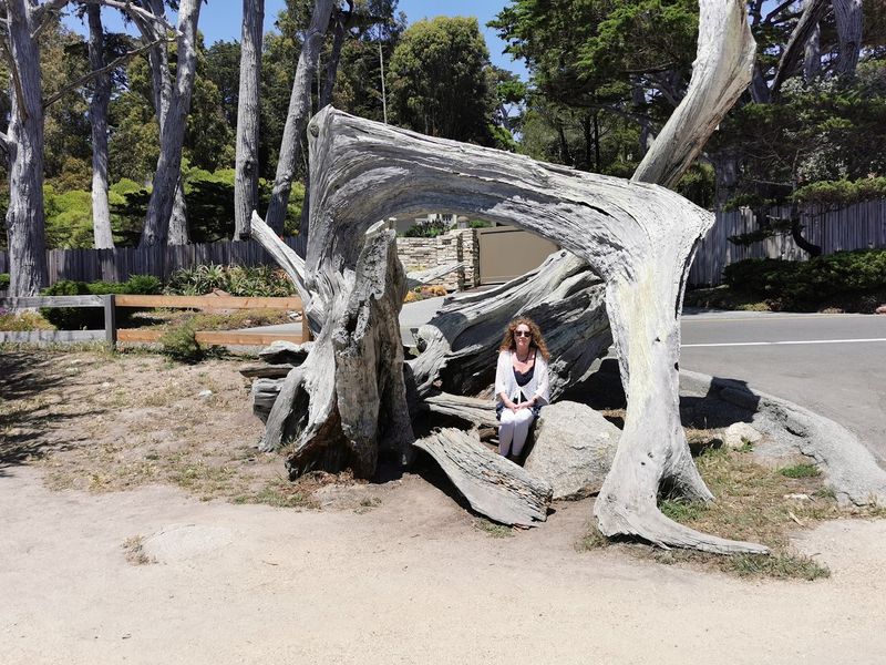 This Historic 17-Mile California Scenic Drive Still Offers Some Of The Most Breathtaking Coastal Views - Decor Hint Spooky-Looking Trees Make Pescadero Point Worth A Pause