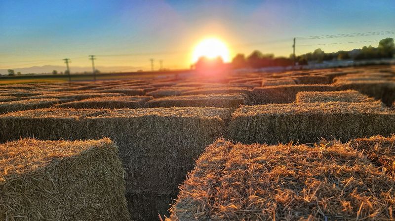 Shindig Farms In Nampa
