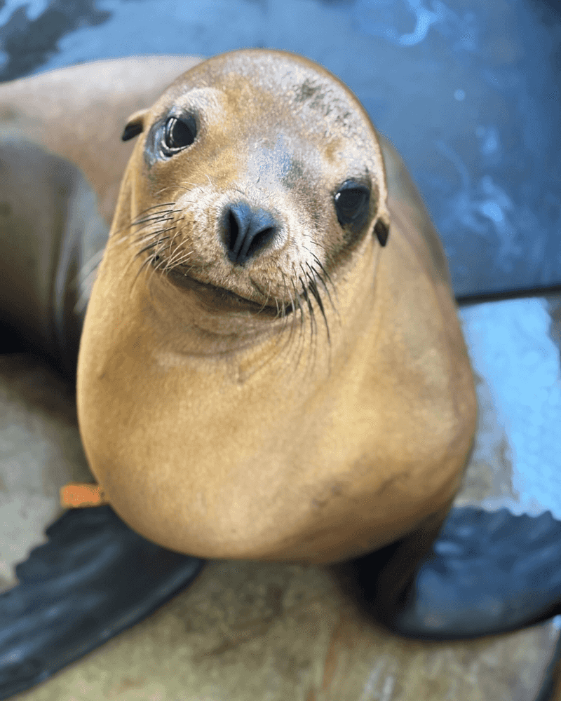 Pacific Marine Mammal Center, Laguna Beach