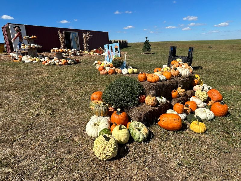 Until Halloween These 8 Nebraska Pumpkin Patches Let You Pick Pumpkins - Decor Hint Pearson's Pumpkin Place