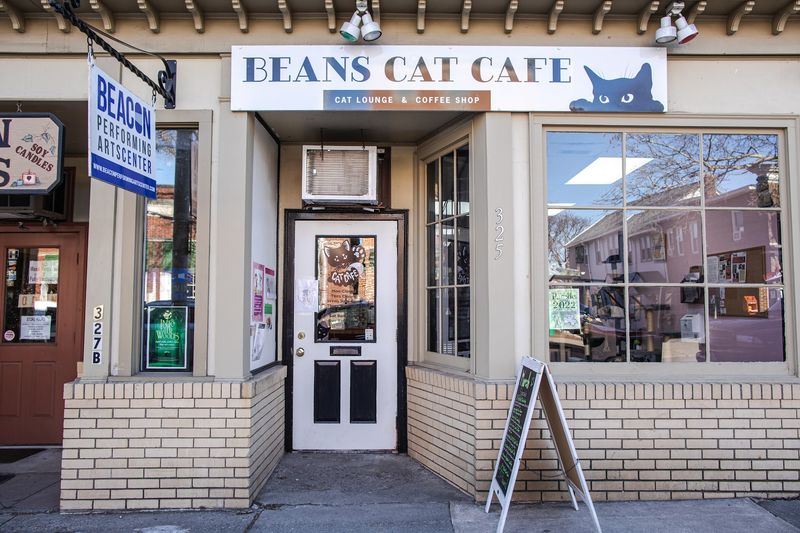 Beans Cat Cafe, Beacon