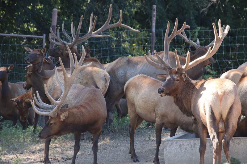 Antlers, Hooves And A Whole Lot Of Graceful Staring