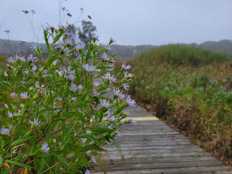 That Boardwalk Is Waiting Where The Road Can't See