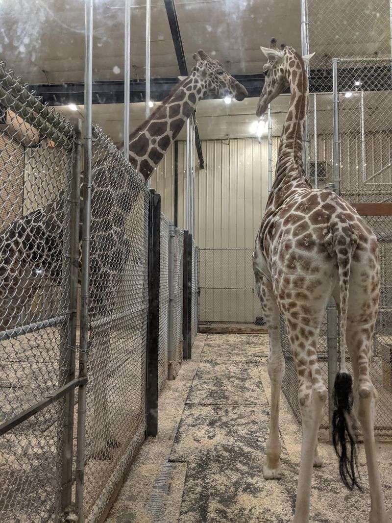 Mealworms for a Sloth Bear, Lettuce for a Giraffe