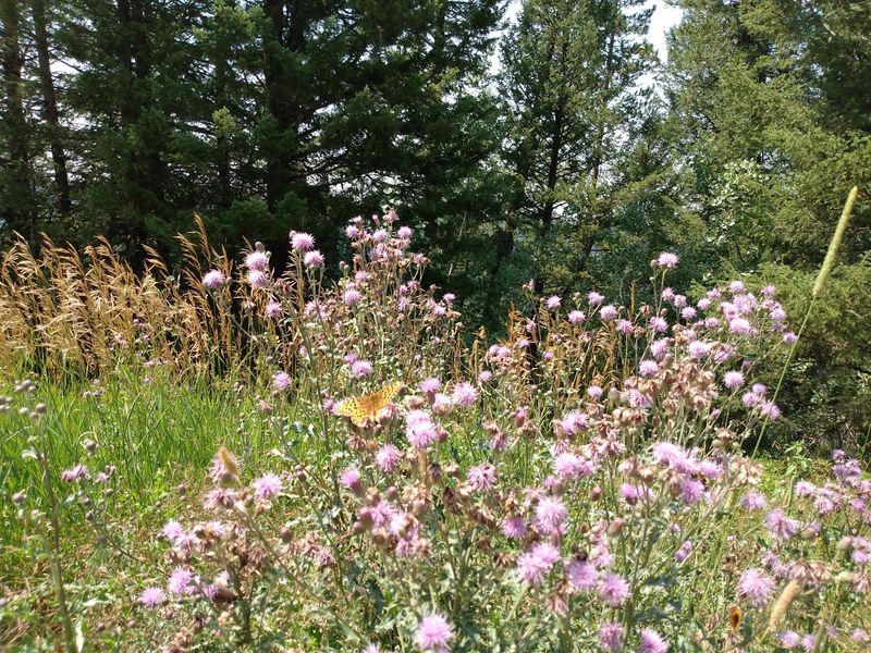 Wildflowers And Picnic Tables Among Lodgepoles