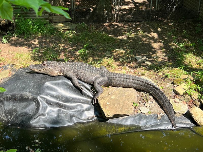 You Can Watch Experts Collect Snake Venom At This Kentucky Zoo With One Of The Biggest Venomous Snake Collections In The World - Decor Hint Alligators And Anacondas Keep The Snake Fans Honest