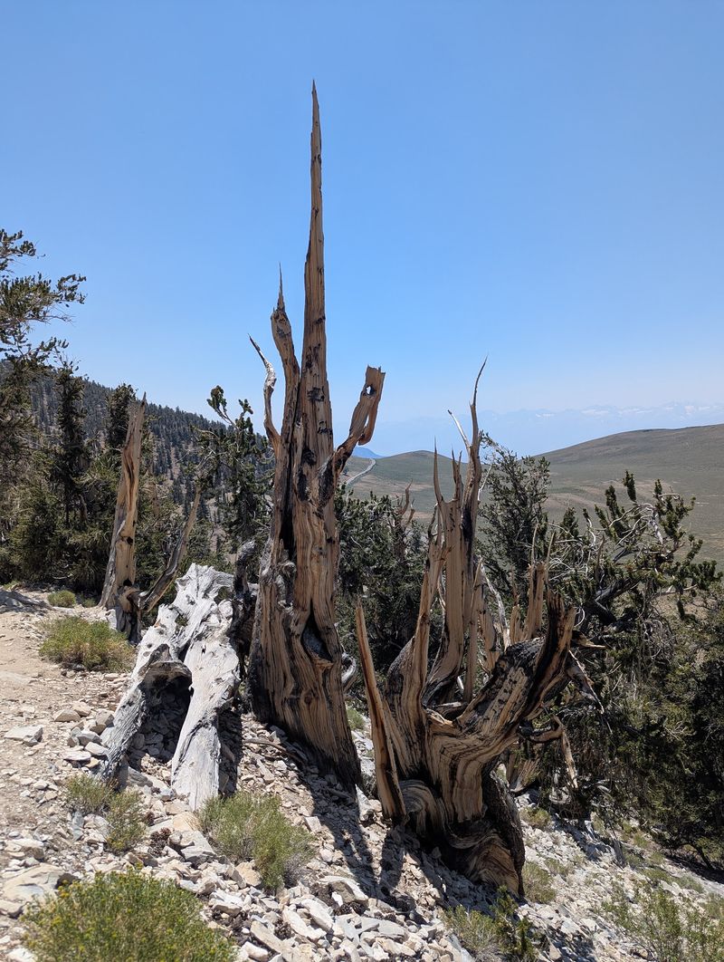 The Discovery Trail Offers A Short Walk Among Ancient Trees