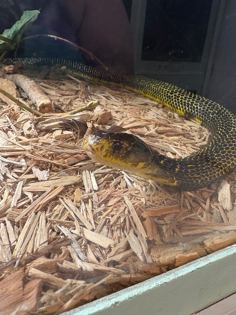 You Can Watch Experts Collect Snake Venom At This Kentucky Zoo With One Of The Biggest Venomous Snake Collections In The World - Decor Hint Mambas, Cobras, And Taipans Are All Under One Roof Here