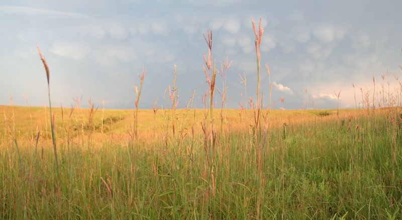 Fire, Grazing, And A Few Chainsaws Keep The Grass Wild