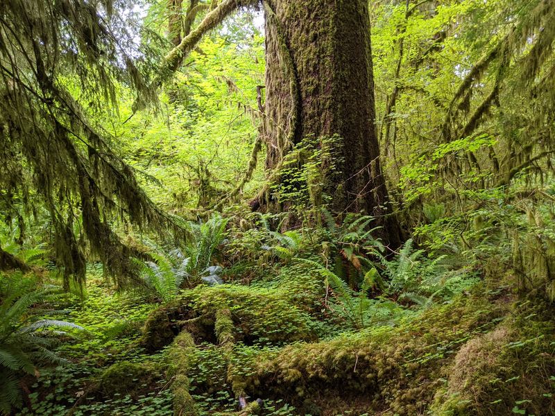 A Storybook Nickname With Real Trees Behind It