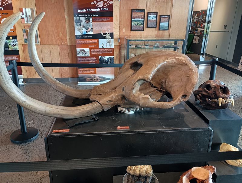 Saber Teeth, Mastodons, And A Surprising Supporting Cast