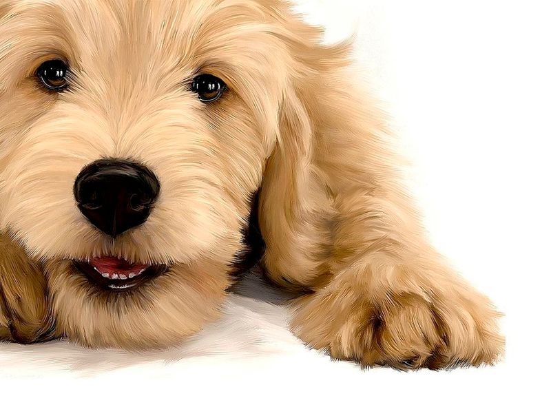 Classes That Could Polish Up Your Own Pup