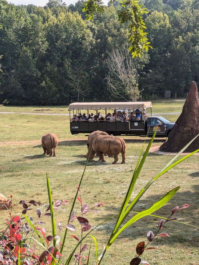 These 5,000 Pound Rhinos Can Run 30 MPH, And You Can See Them In North Carolina - Decor Hint Meet The Heavyweights Who Run Like Linebackers