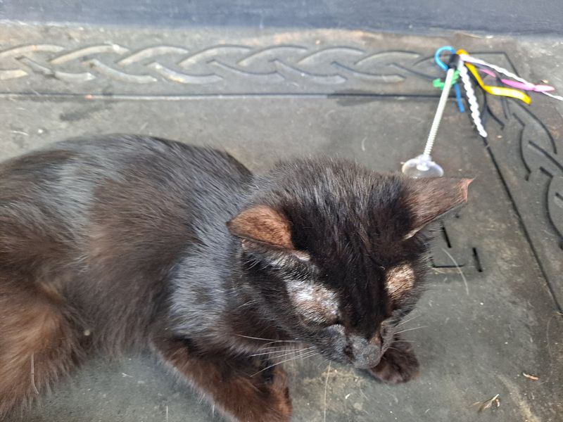 A Tiny Notch In One Ear Tells A Big Story