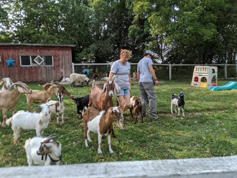 Big Goats, Little Goats, And A Llama On Patrol