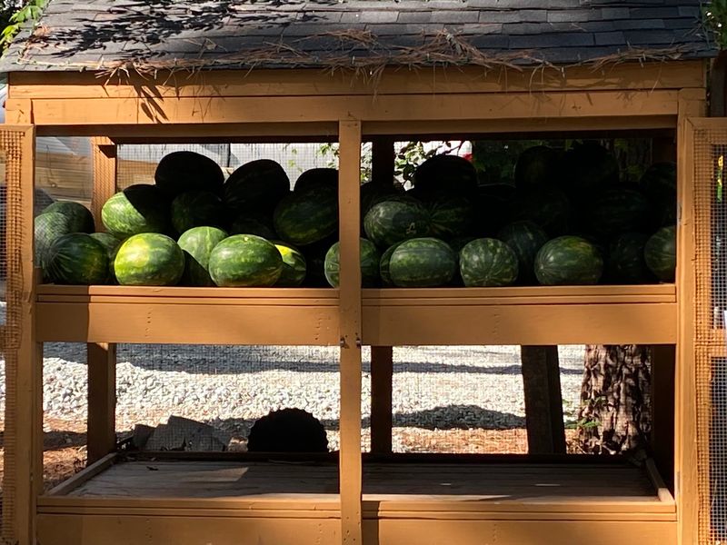 Orange Watermelon Sounds Made Up, But It Isn't
