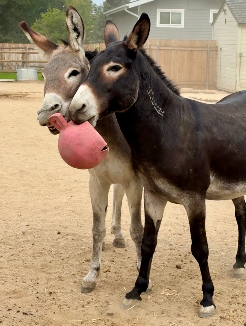 A Boise Rescue Built Around Long Ears And Big Hearts