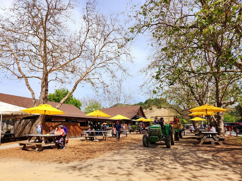 This California Apple Orchard Was Just Named Among The Best In America - Decor Hint From A Roadside Umbrella To A Full Farm