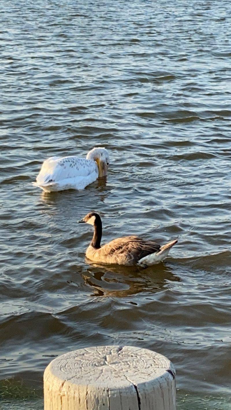 A Duck Pond With A Surprising Past