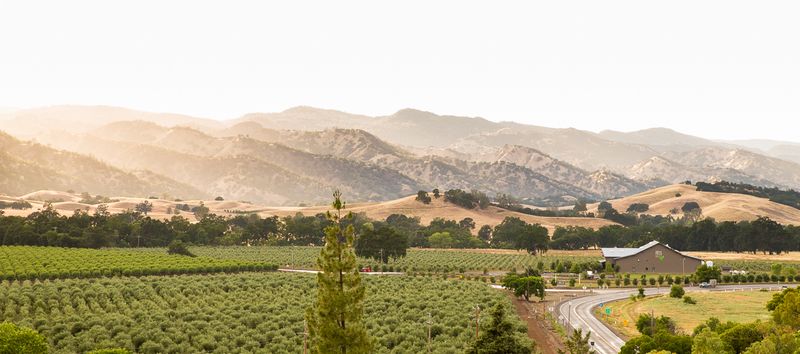 The Olive Oil Here Comes With A Story Thousands Of Years Old