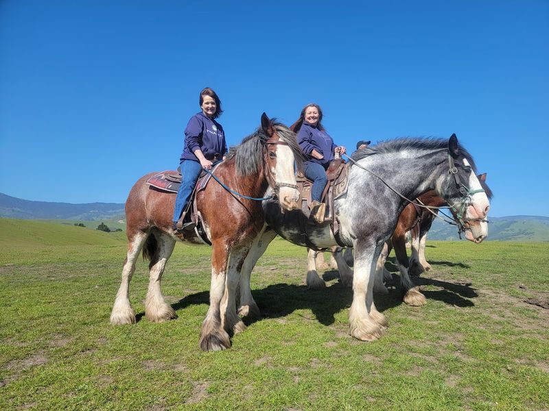 You Can Actually Ride These Gentle Giants