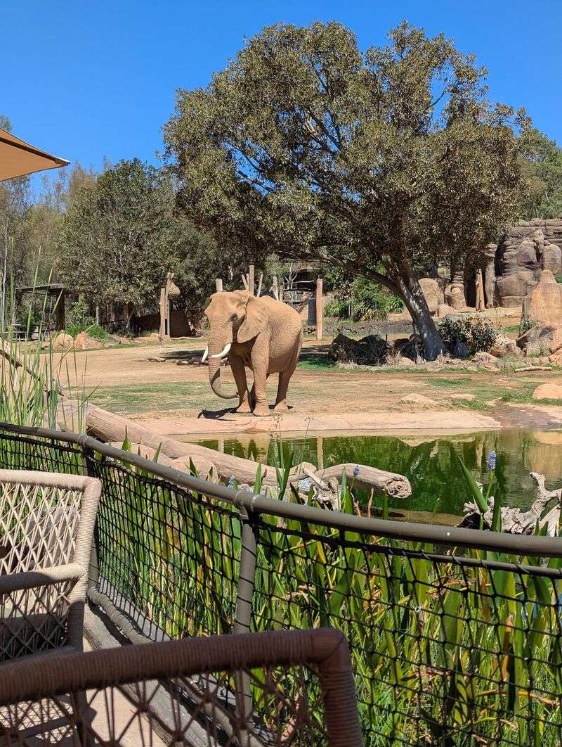This California Restaurant Lets You Eat Just Steps Away From Elephants At The San Diego Zoo Safari Park - Decor Hint Your Lunch Comes With A Front-Row Seat To The Herd