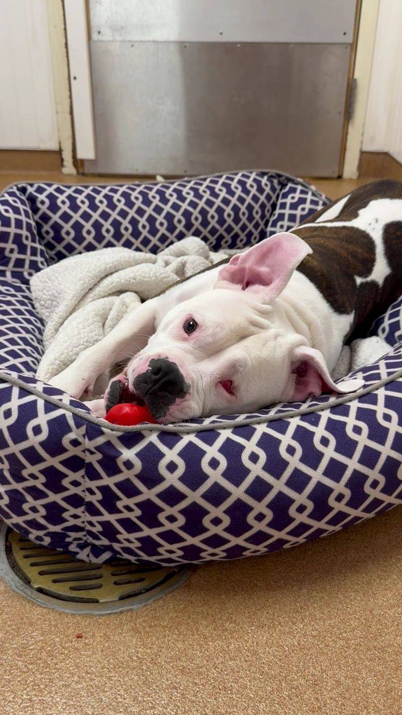 This Connecticut Animal Shelter Gives Abandoned And Senior Dogs A Second Chance At A Loving Home - Decor Hint A Shelter With A Big Job And A Simple Promise