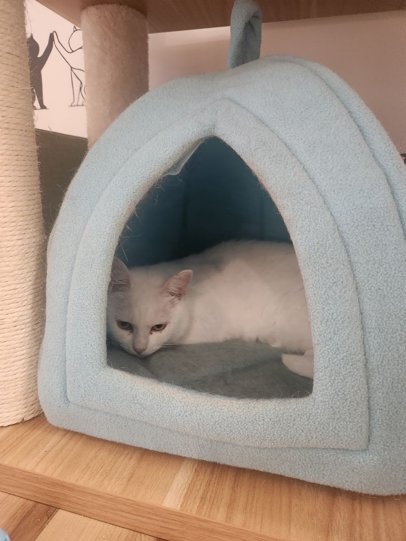 The Shy Cats Get A Real Shot Here
