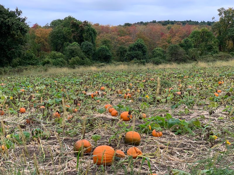Fall Takes Over Nearly Every Corner Of The Farm